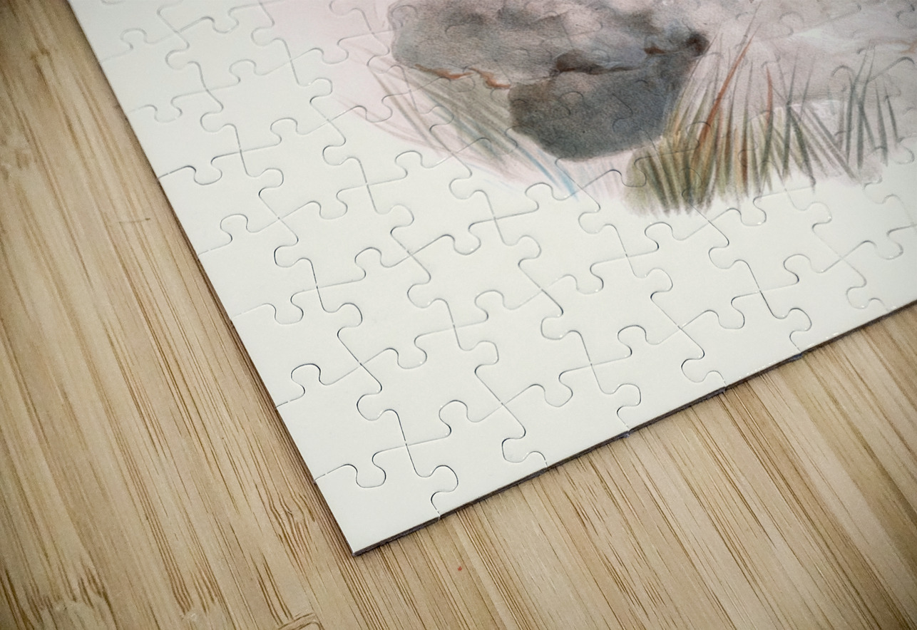 Ithalginis cruentus. 1872 IStockHistory com Puzzle