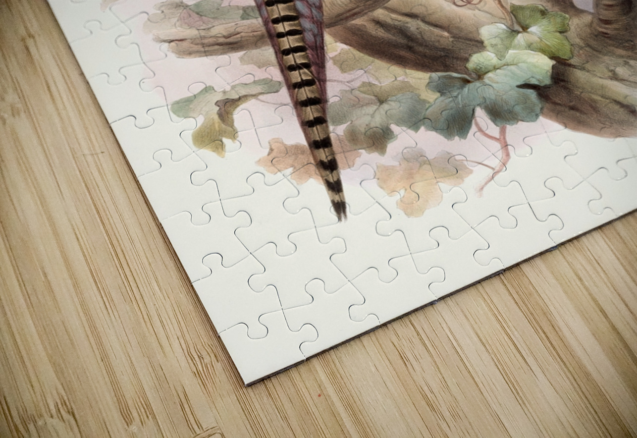 Phasianus formosanus. 1872 IStockHistory com Puzzle