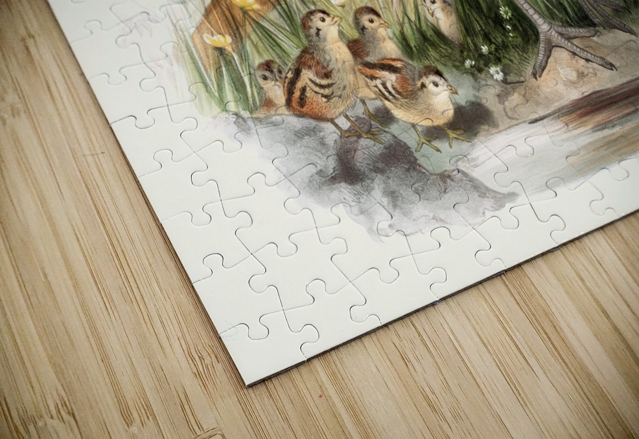 Phasianus colchicus. 1872 IStockHistory com Puzzle