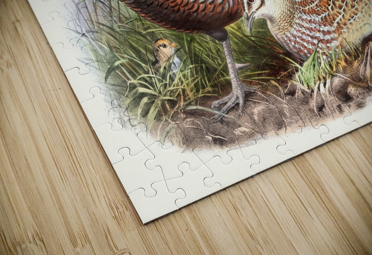 Phasianus Reevesii. 1872 IStockHistory com Puzzle