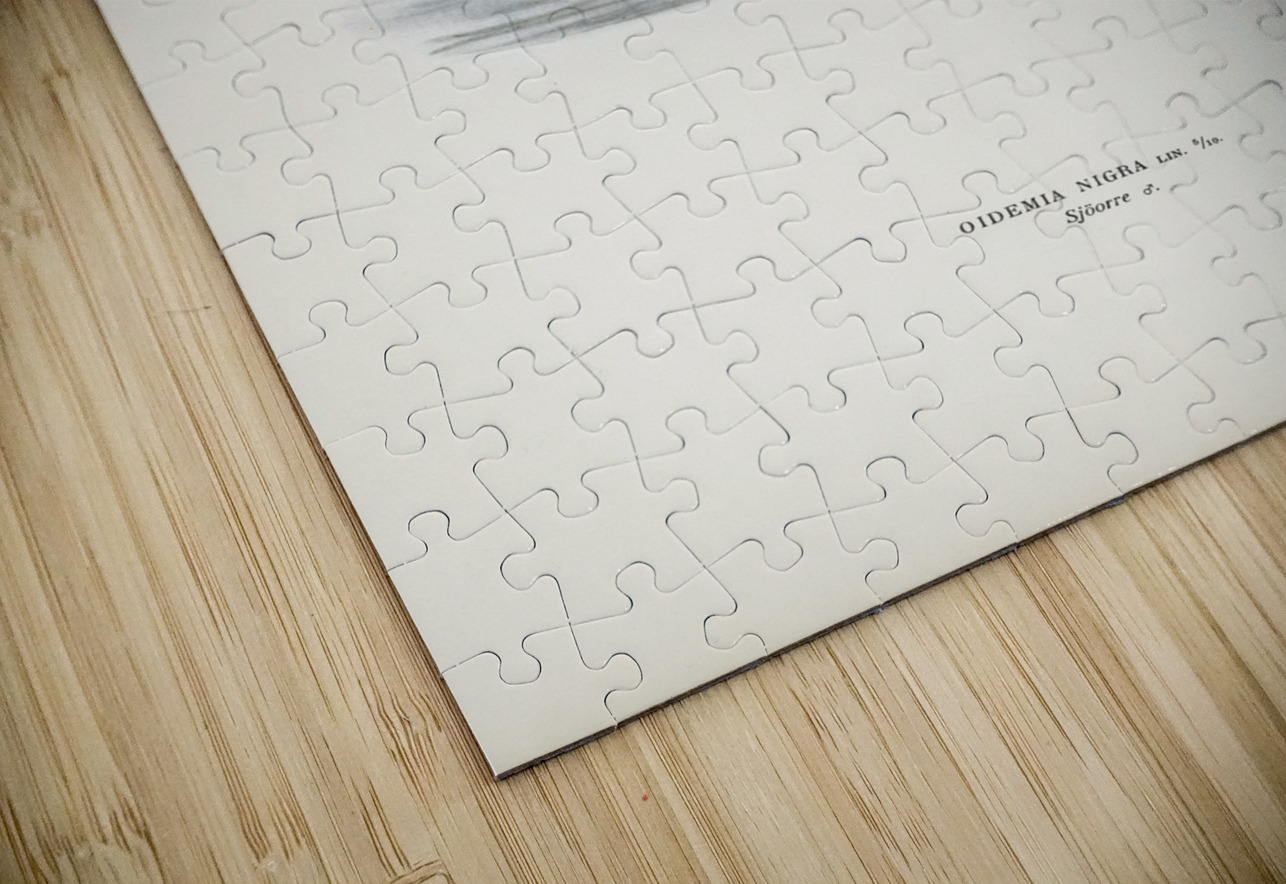 Somateria mollissima IStockHistory com Puzzle