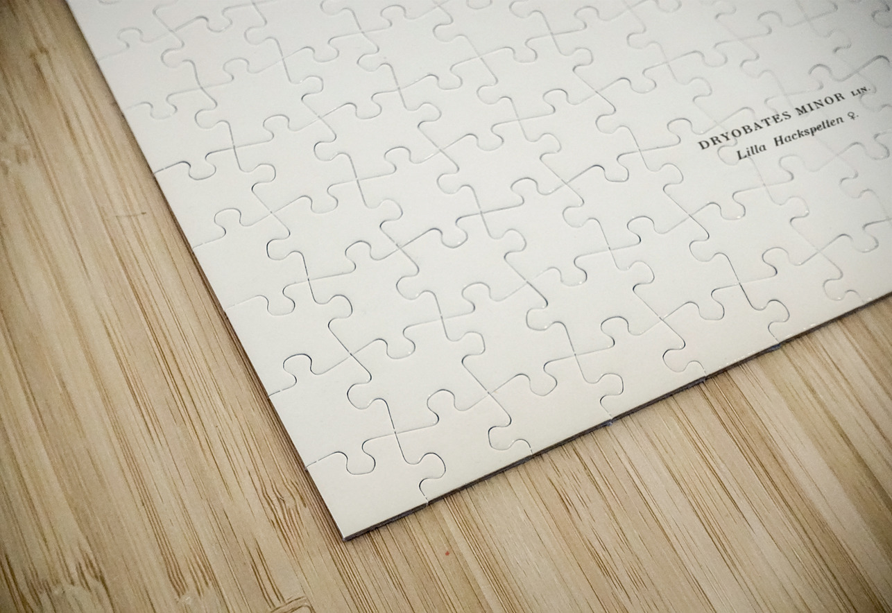 Dryobates minor IStockHistory com Puzzle