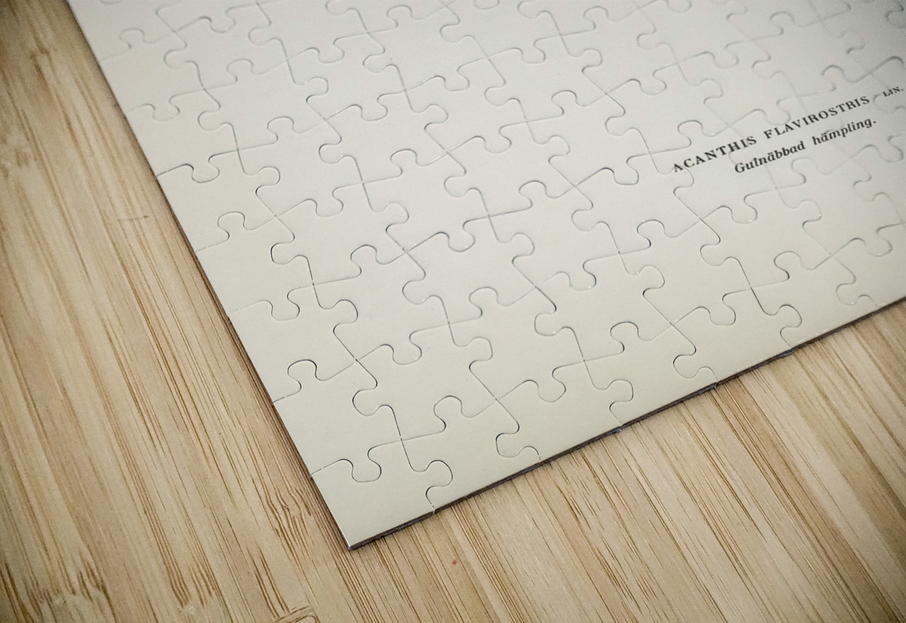 Twite Acanthis flavirostris IStockHistory com Puzzle