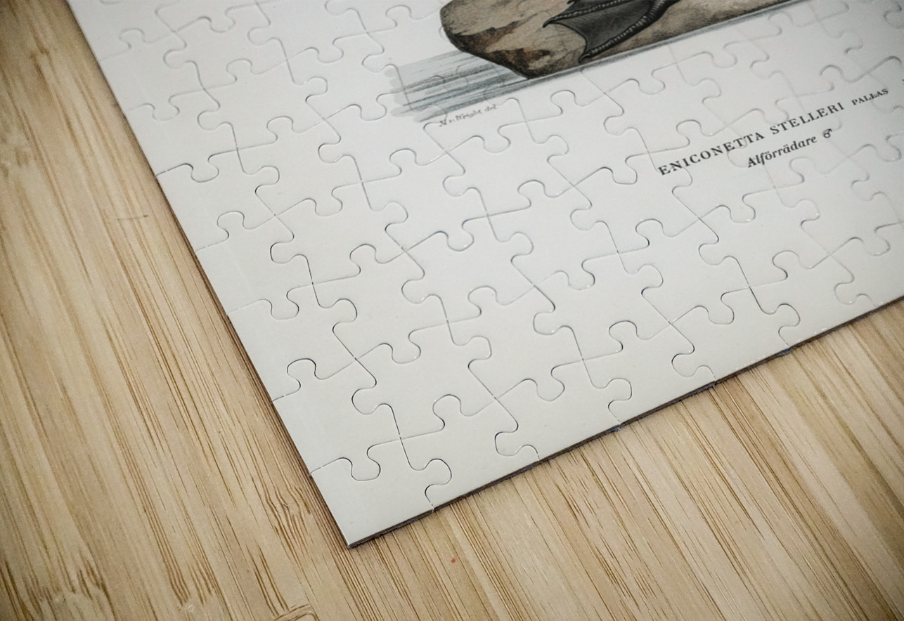 Eniconetta stelleri ♂ IStockHistory com Puzzle