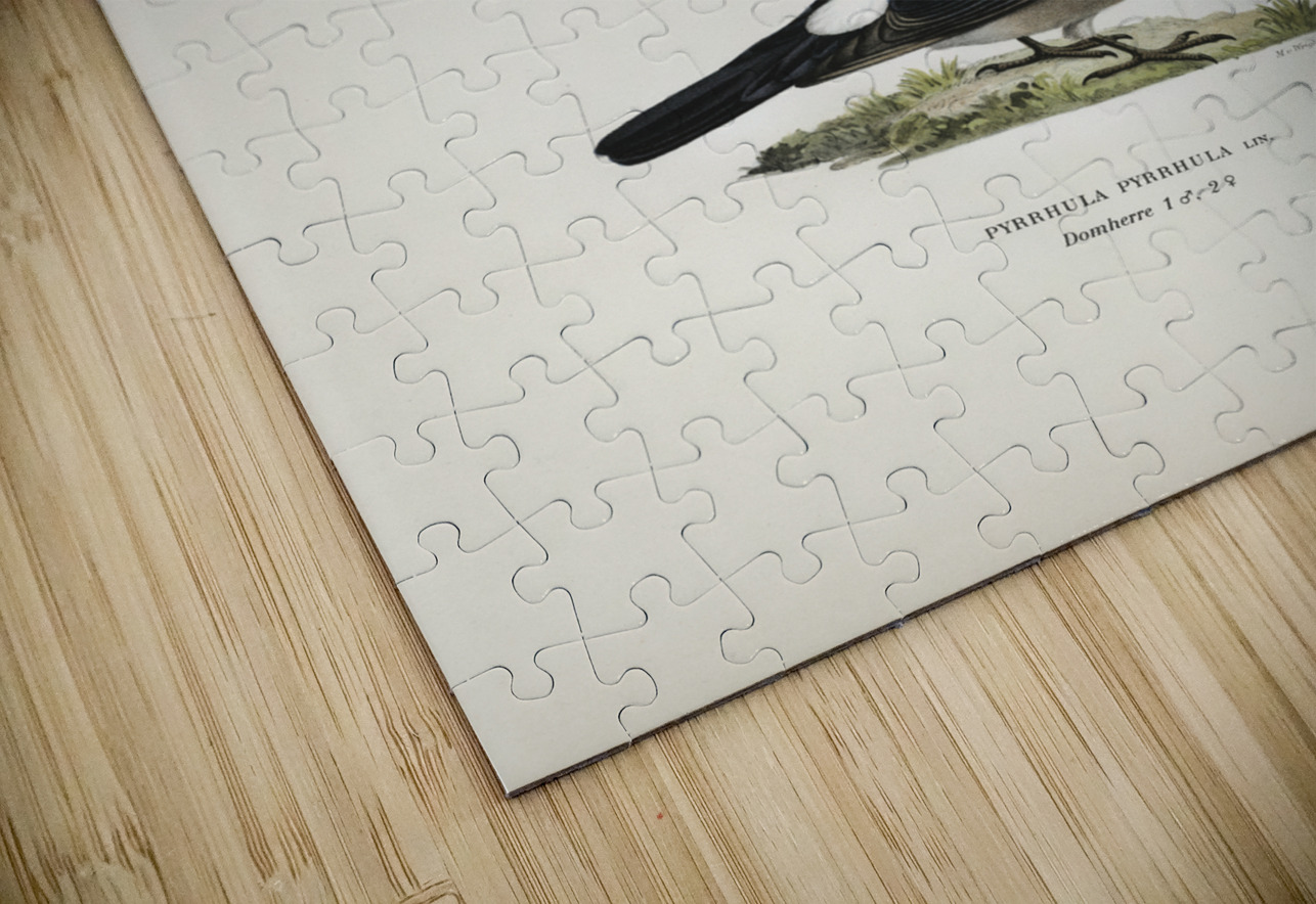 Pyrrhula Pyrrhula IStockHistory com Puzzle