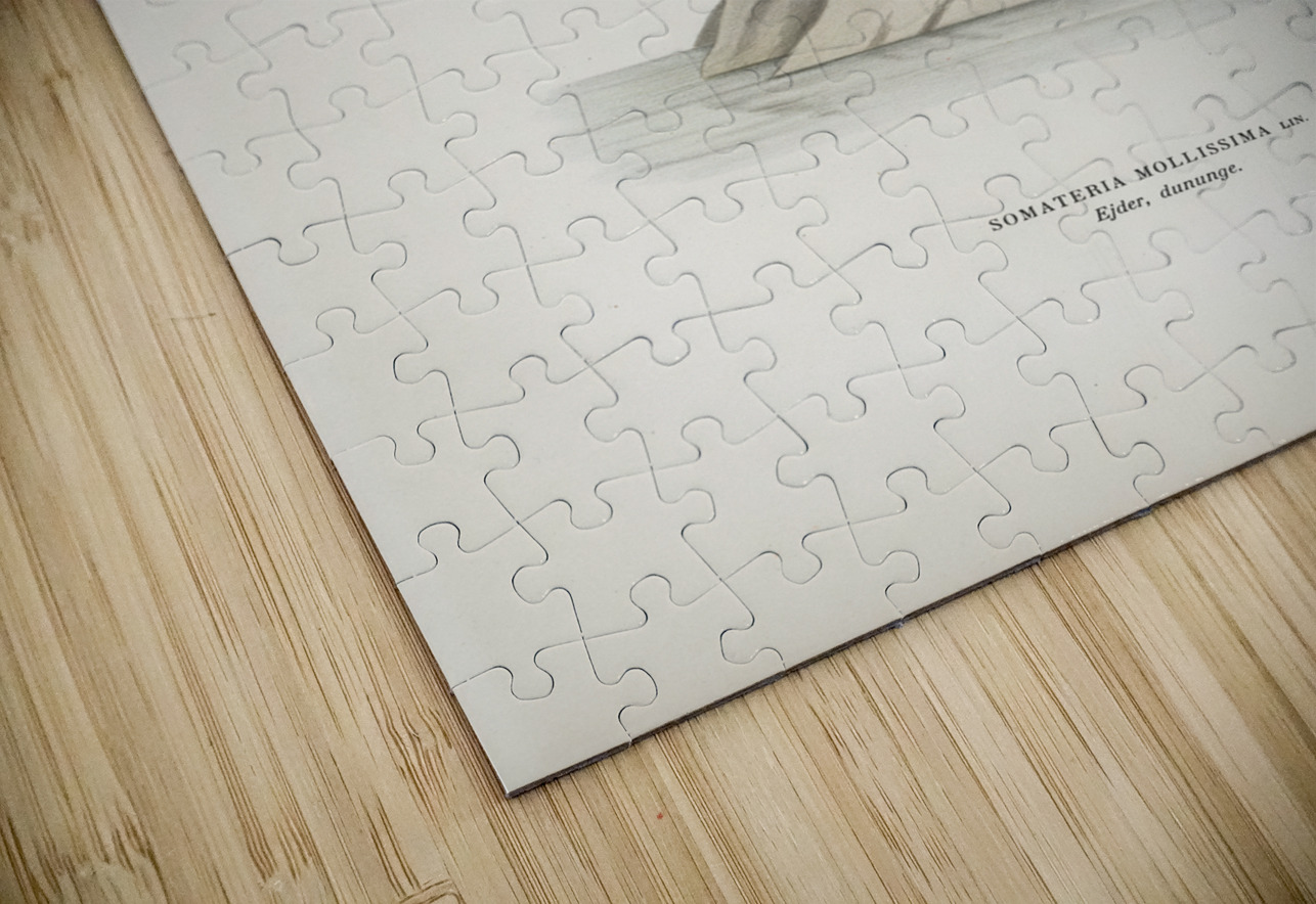 Somateria mollissima IStockHistory com Puzzle