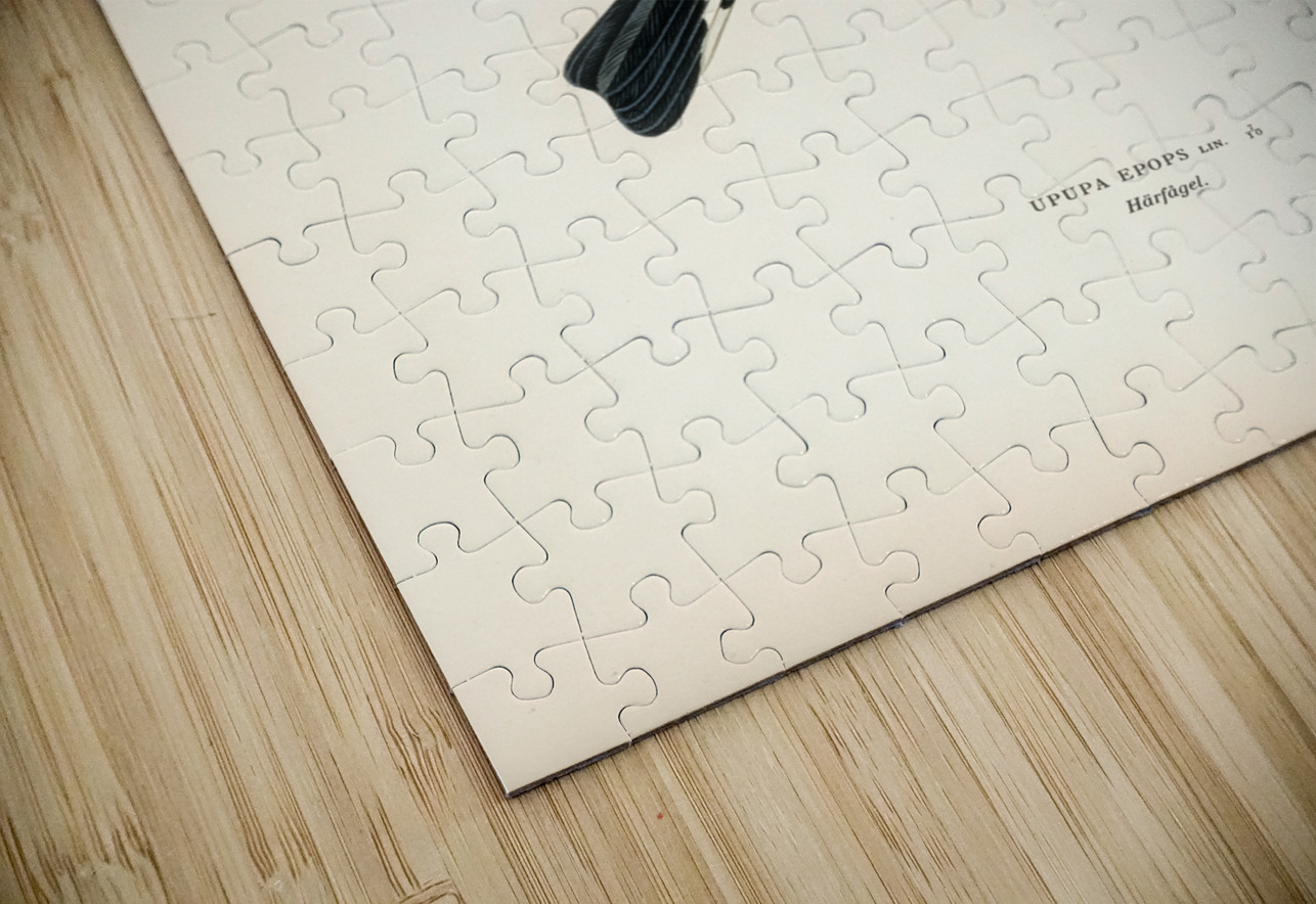 Upupa epops IStockHistory com Puzzle