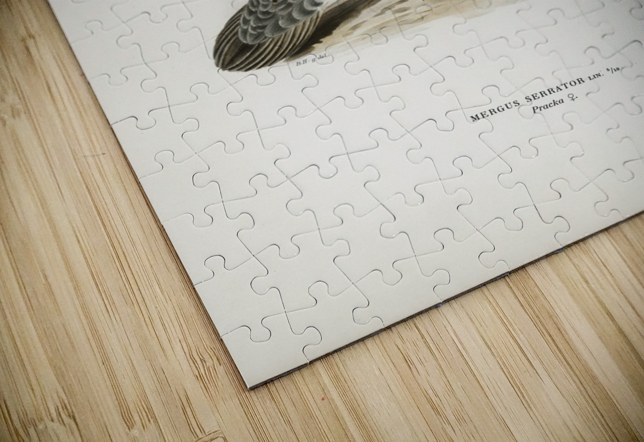 Mergus serrator IStockHistory com Puzzle