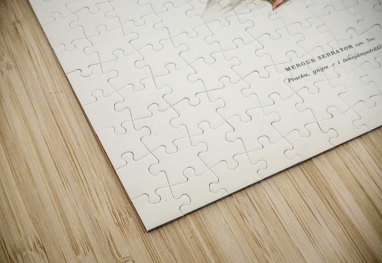 Mergus serrator IStockHistory com Puzzle