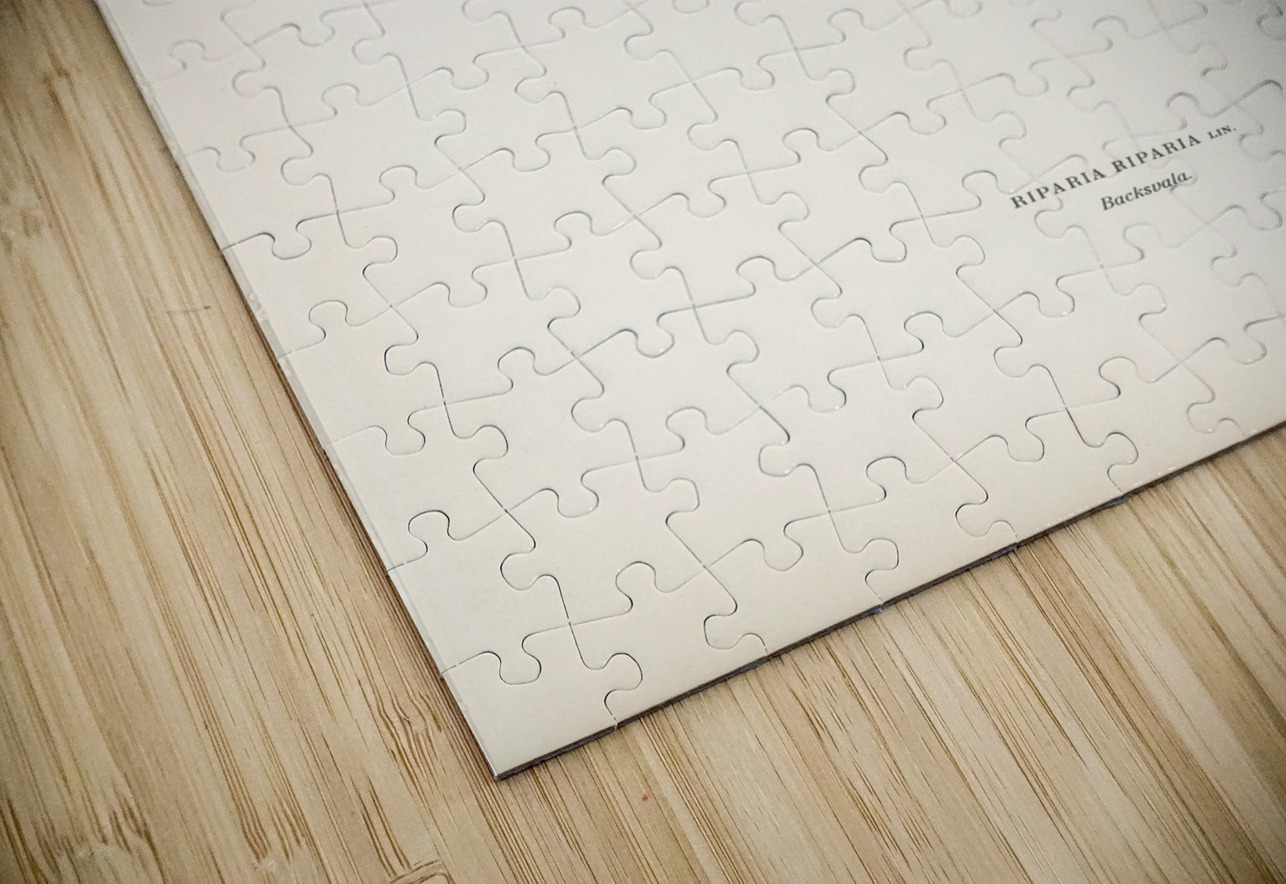 Riparia riparia IStockHistory com Puzzle