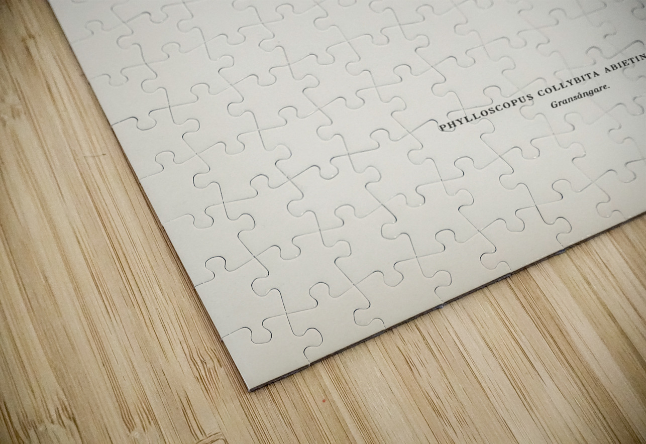 Black Stork Ciconia nigra IStockHistory com Puzzle