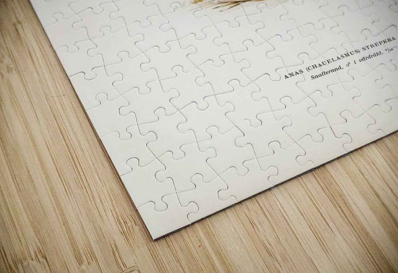 Gadwall Anas Chauelasmus Strepera IStockHistory com Puzzle