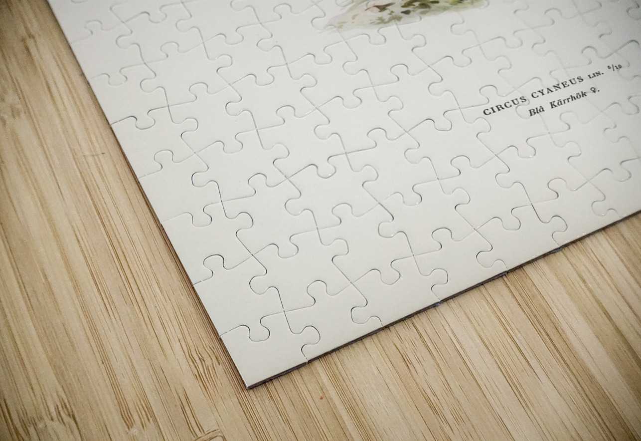 Hen Harrier female Circus cyaneus IStockHistory com Puzzle