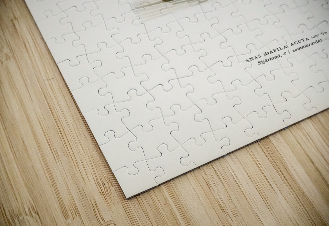 Northern Pintail Anasdafila acuta IStockHistory com Puzzle