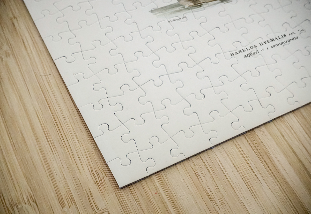 Long-tailed Duck male Harelda hyemalis IStockHistory com Puzzle