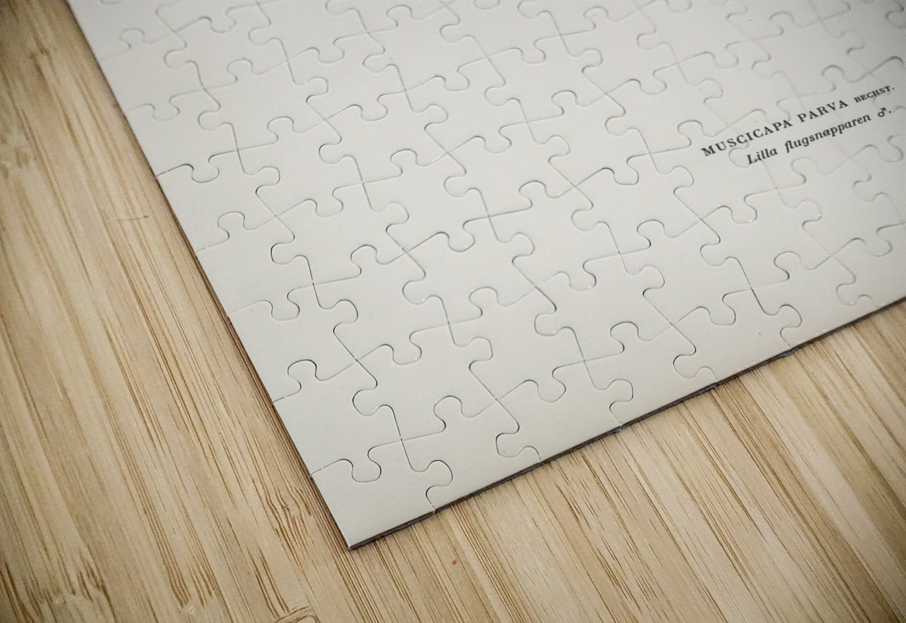 Red-breasted flycatcher ♂ Ficedula parva IStockHistory com Puzzle