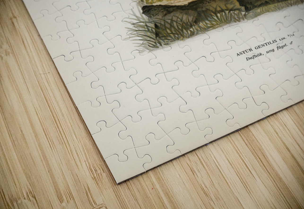 Goshawk Accipiter gentilis IStockHistory com Puzzle