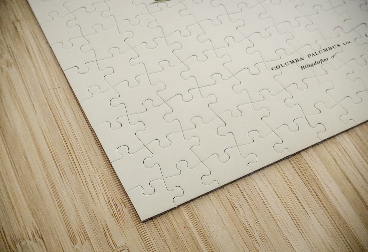 Little gull Larus minutus IStockHistory com Puzzle