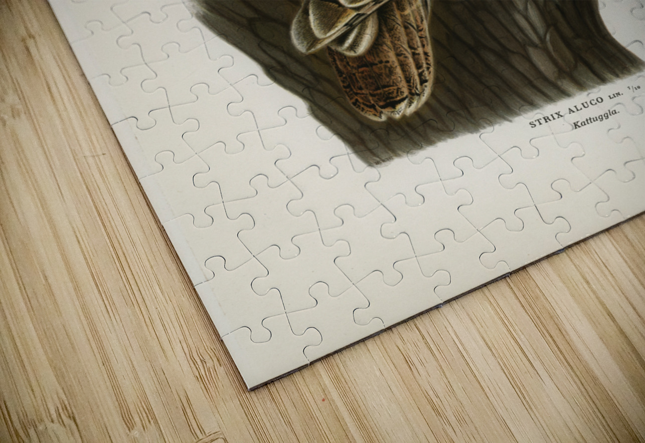 Little gull Larus minutus IStockHistory com Puzzle