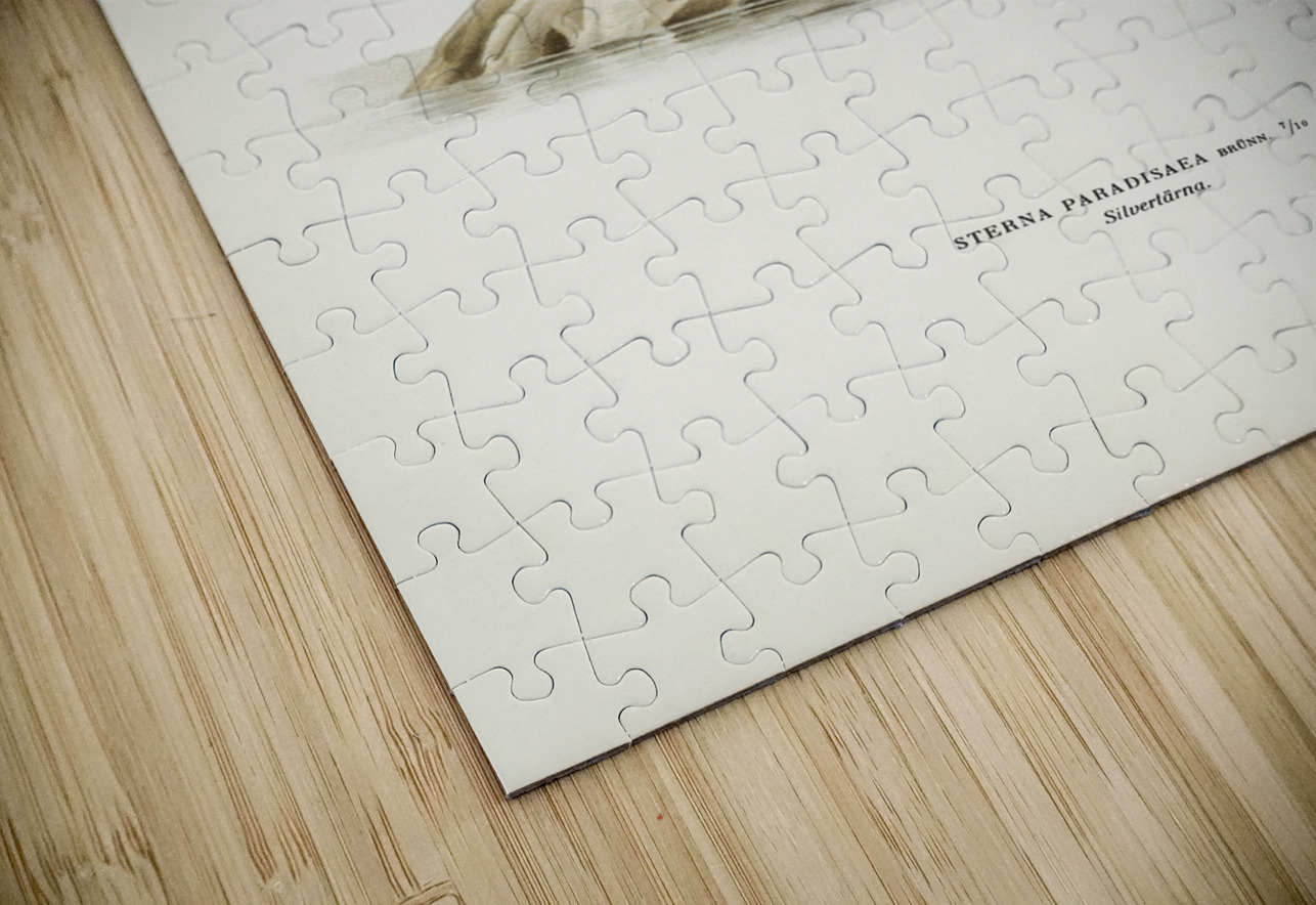 Arctic tern Sterna paradisaea IStockHistory com Puzzle