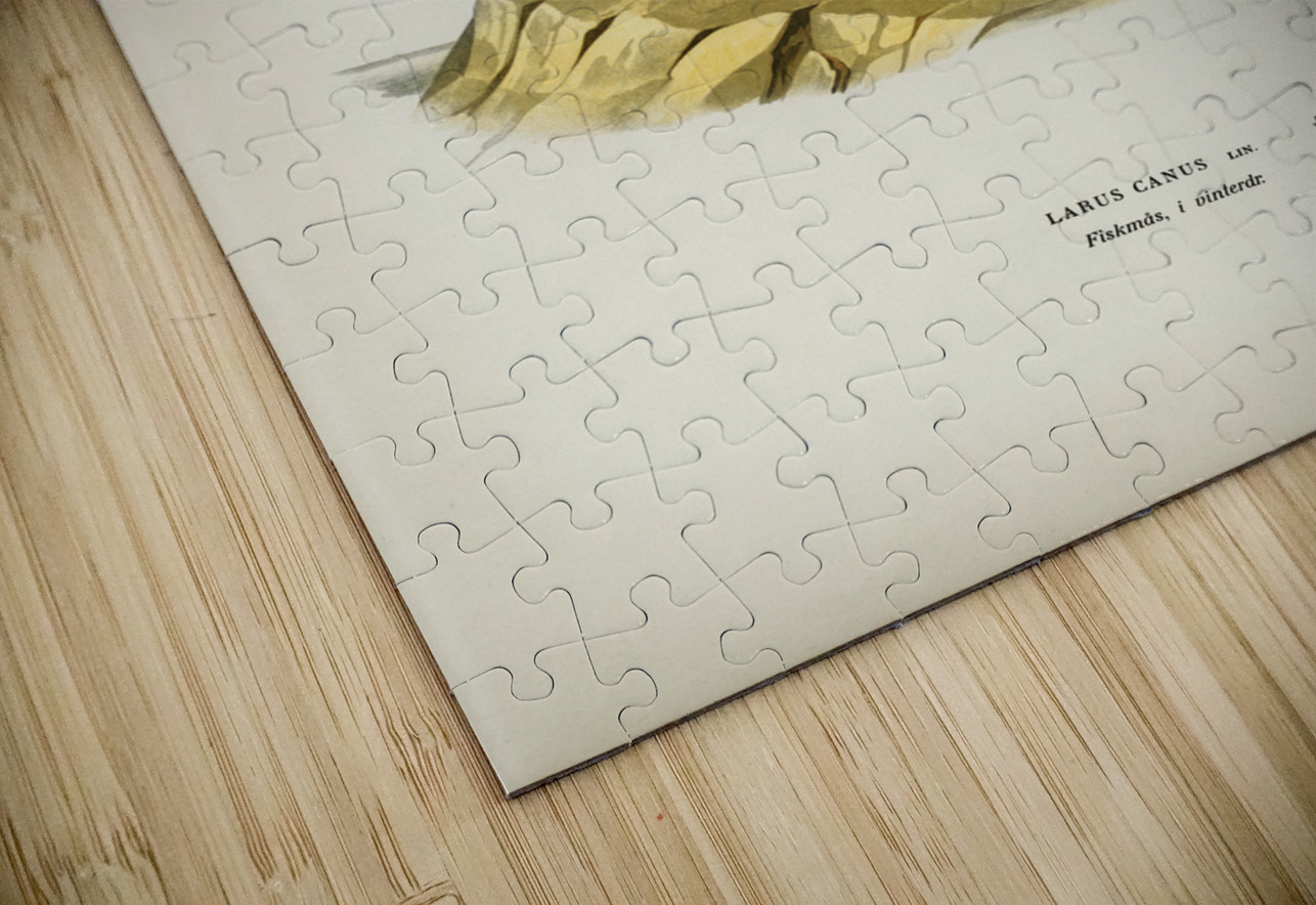 Common gull Larus canus IStockHistory com Puzzle