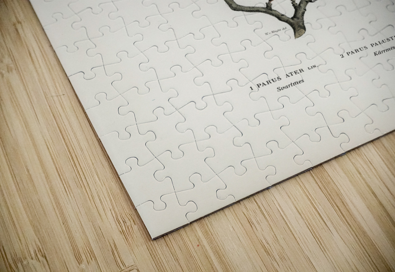 Coal Tit Parus Ater and Marsh Tit Parus Palustris IStockHistory com Puzzle