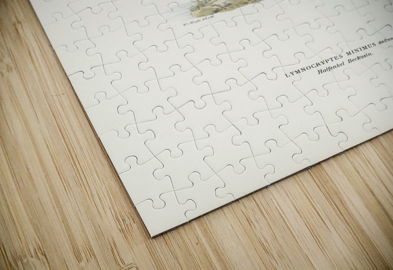 Jack snipe Lymnocryptes minimus IStockHistory com Puzzle