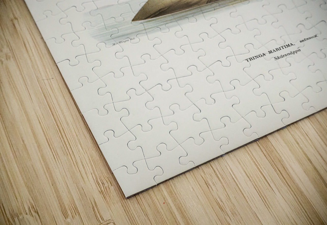 Purple Sandpiper tringa maritima IStockHistory com Puzzle