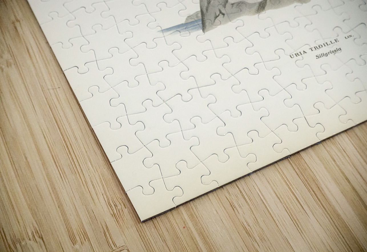 Uria troille IStockHistory com Puzzle