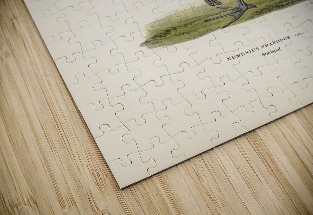 Whimbrel Numenius phaeopus IStockHistory com Puzzle