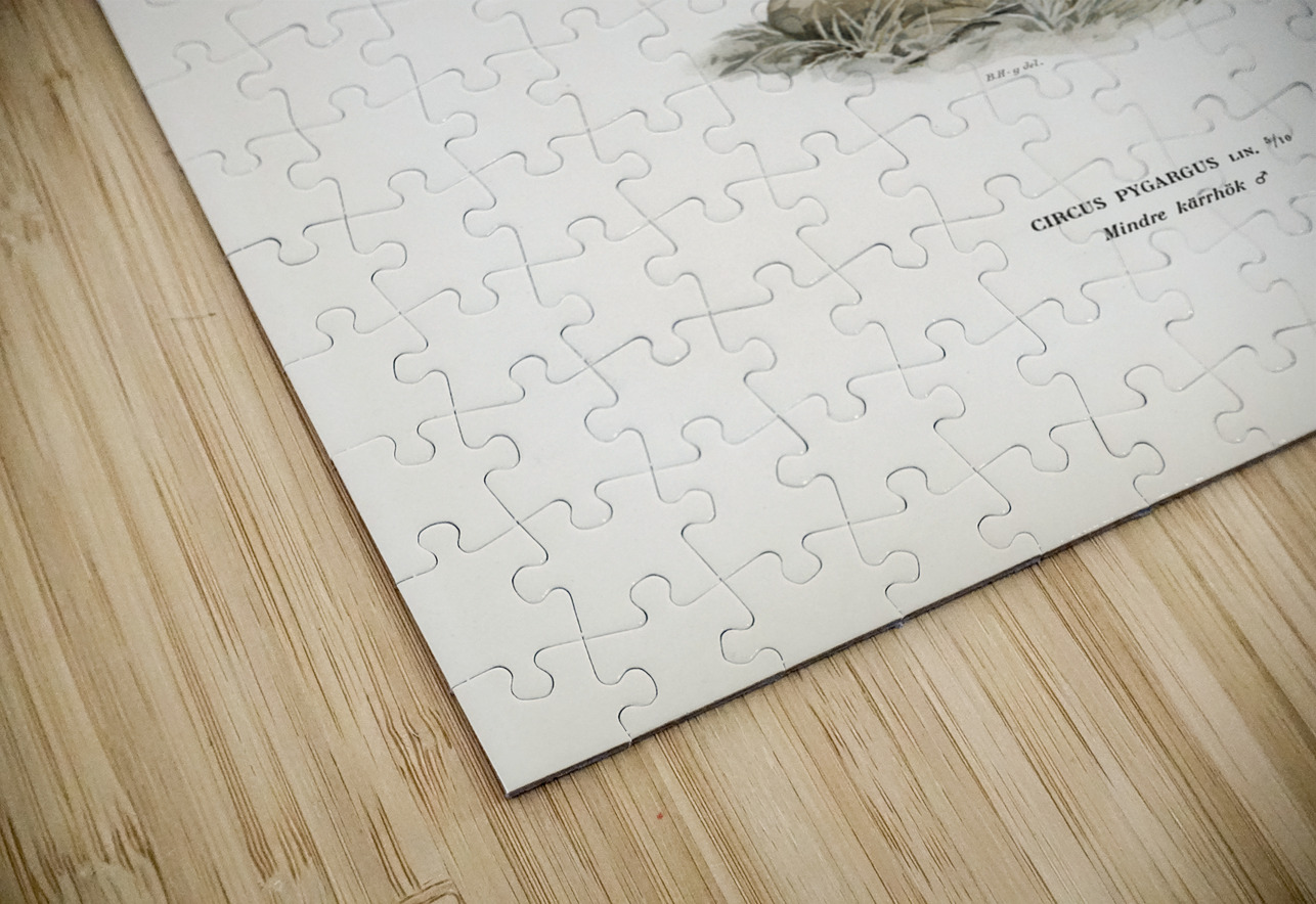 Montagu&39s Harrier male Circus pygargus IStockHistory com Puzzle