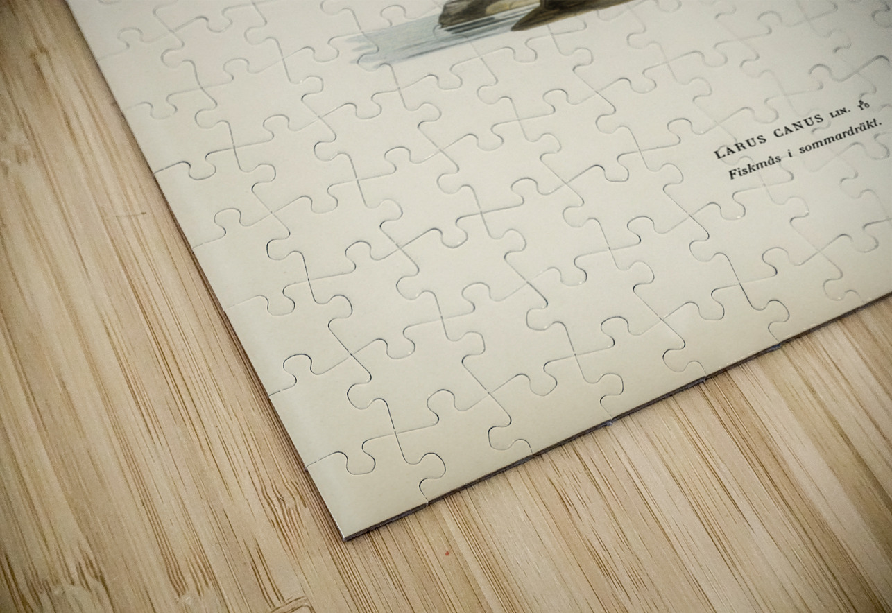 Common gull larus canu IStockHistory com Puzzle