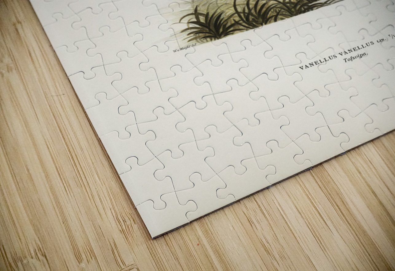 Northern labwing Vanellus vanellus IStockHistory com Puzzle