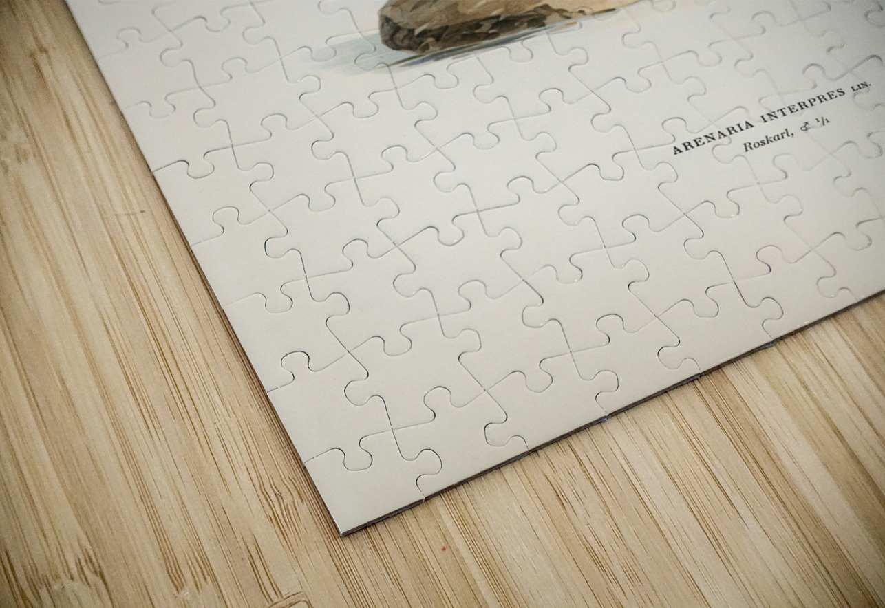 Ruddy turnstone arenaria interpres  IStockHistory com Puzzle