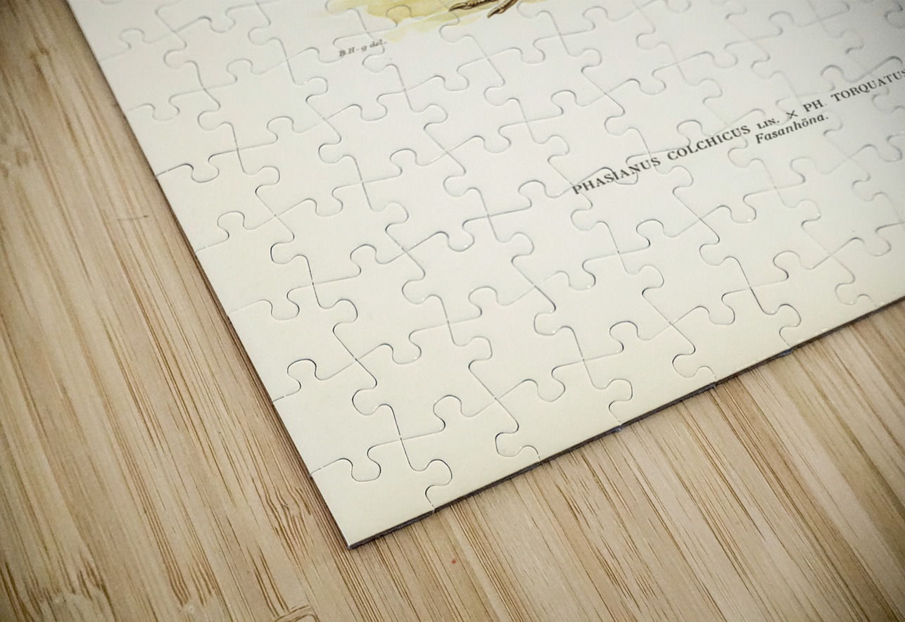 Pheasant Phasianus Colchicus IStockHistory com Puzzle