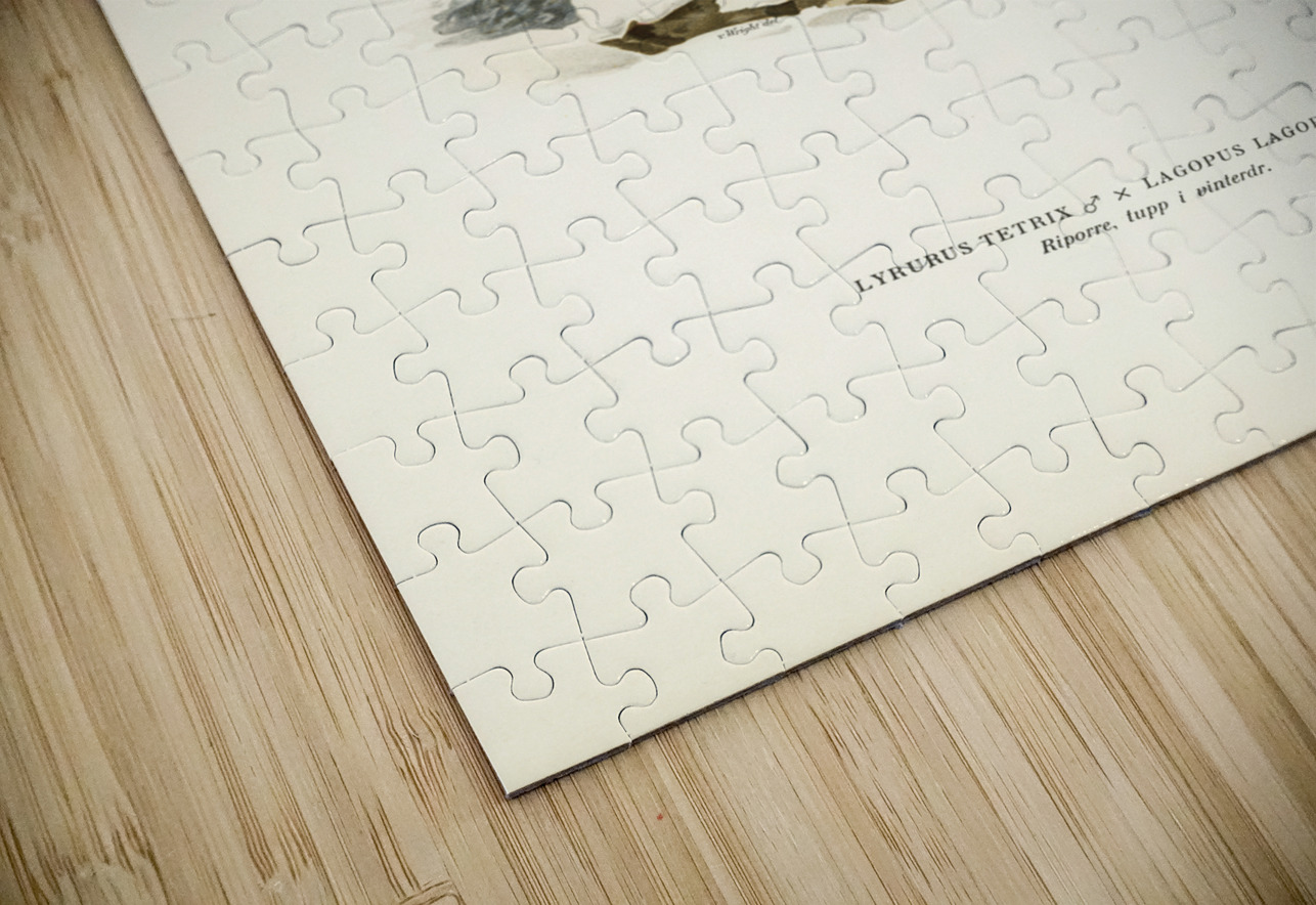 Hybrid between Black grouse and Willow ptarmigan Lyrurus tetrix ♂ x lagopus lagopus ♀ IStockHistory com Puzzle