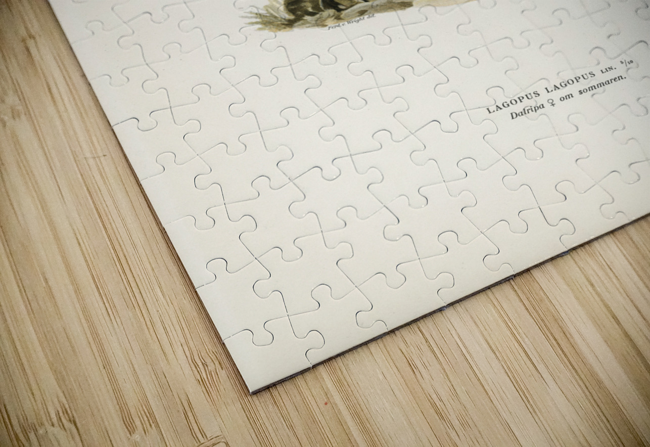 Water pipi ANTHUS SPINOLETTA RUPESTRIS IStockHistory com Puzzle