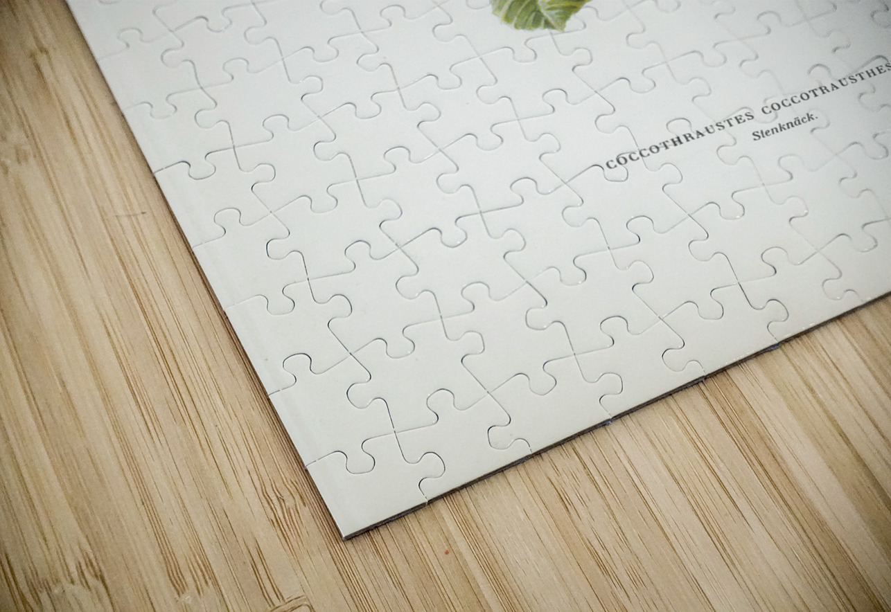 Hawfinch Coccothraustes coccothraustes IStockHistory com Puzzle