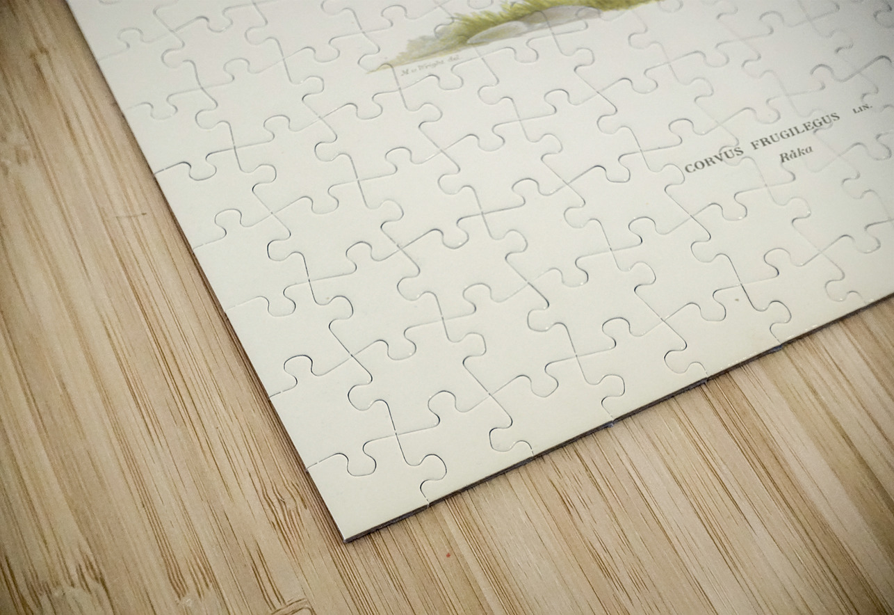 Rook Corvus Frugilegus IStockHistory com Puzzle