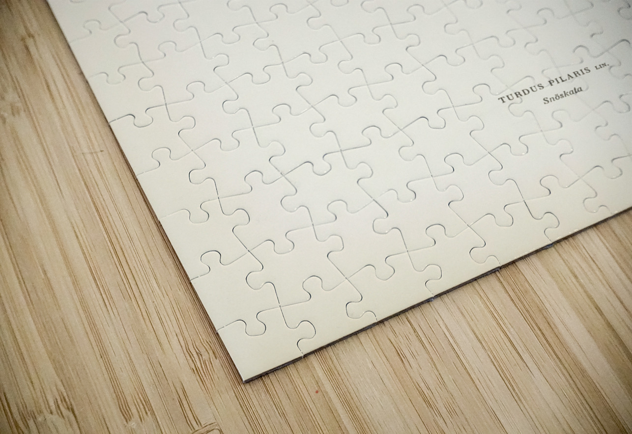 Fieldfare Turdus pilaris IStockHistory com Puzzle