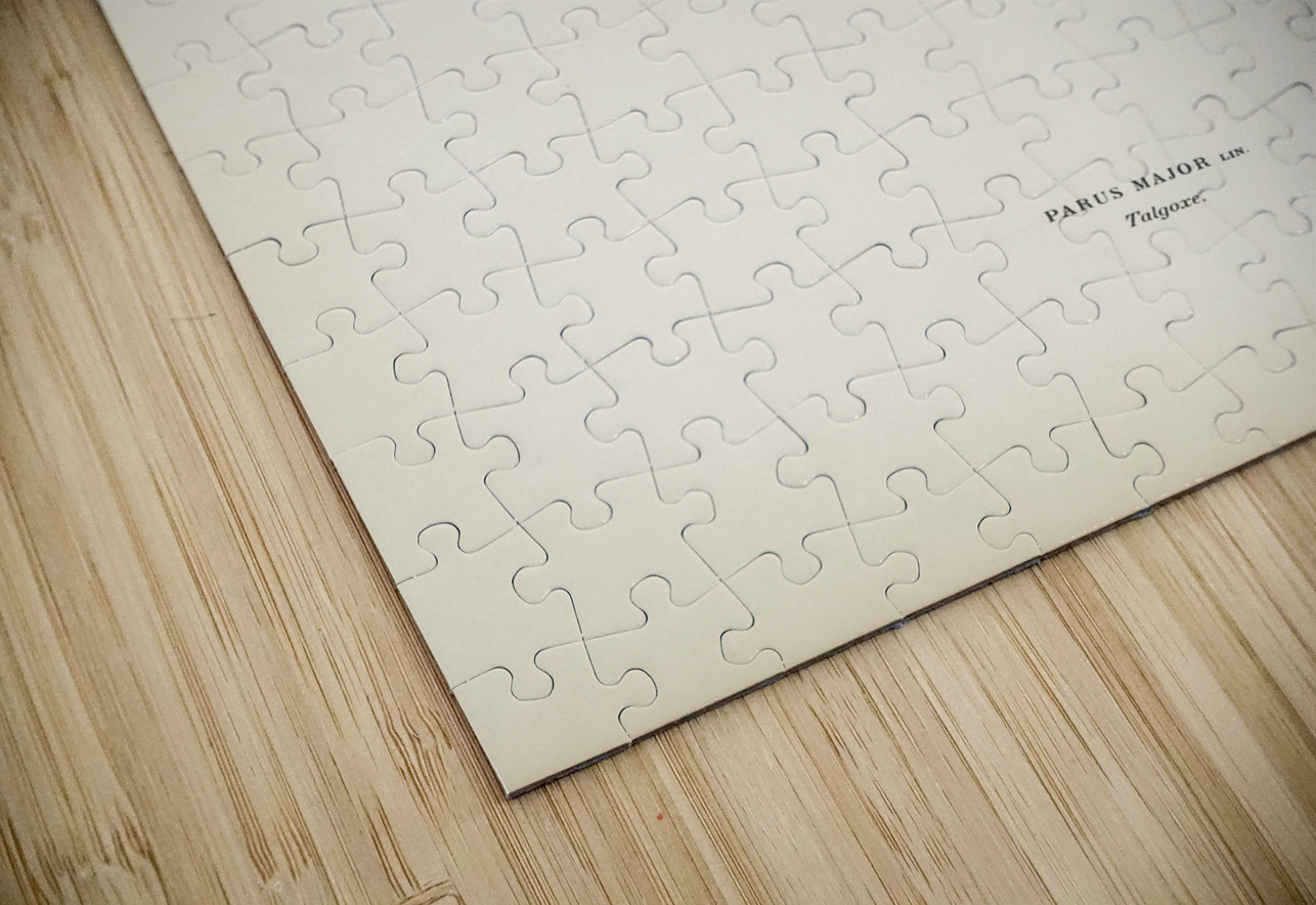 Talgoxe PARUS MAJOR LIN. IStockHistory com Puzzle
