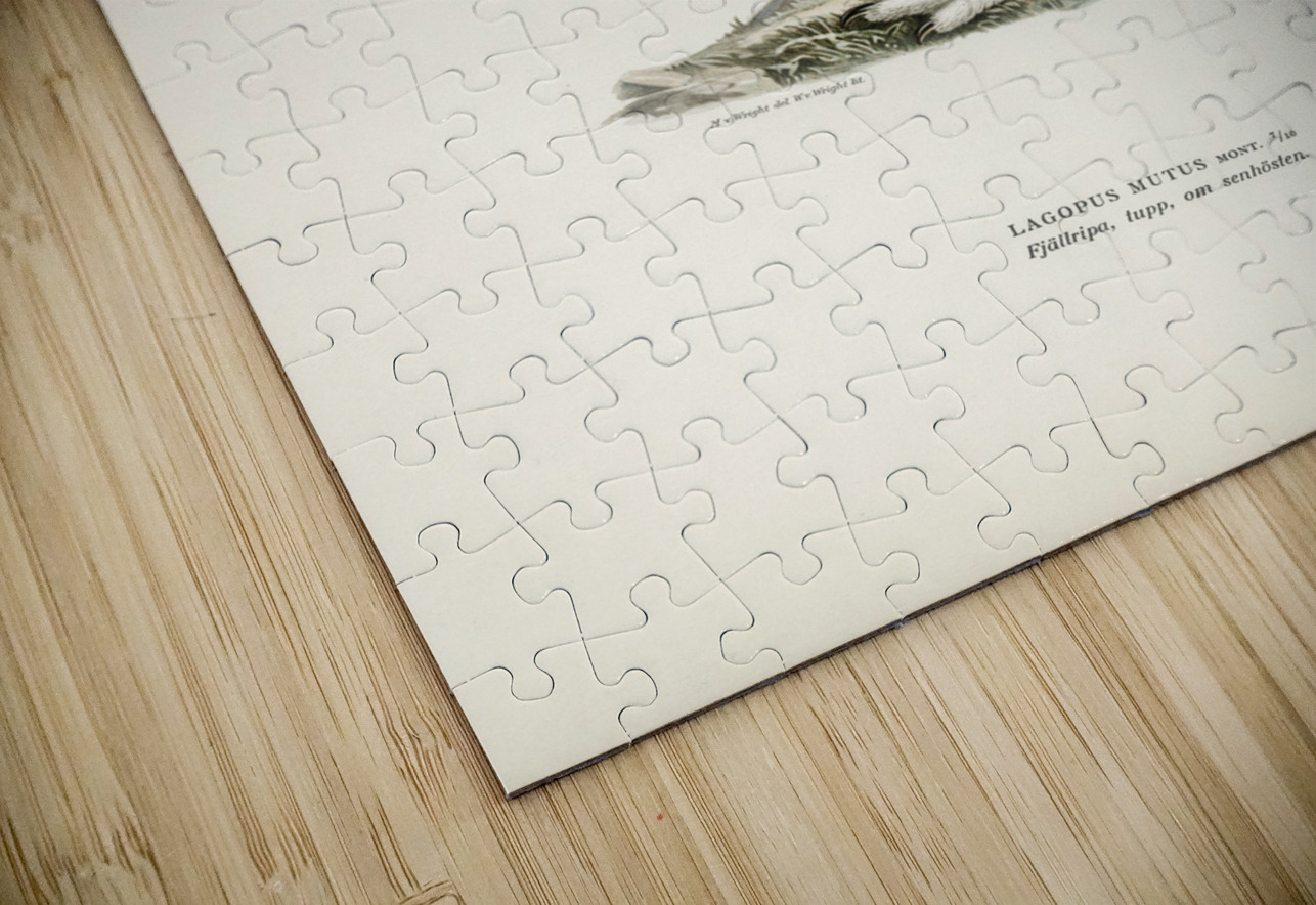 Rock ptarmigan Lagopus mutus IStockHistory com Puzzle