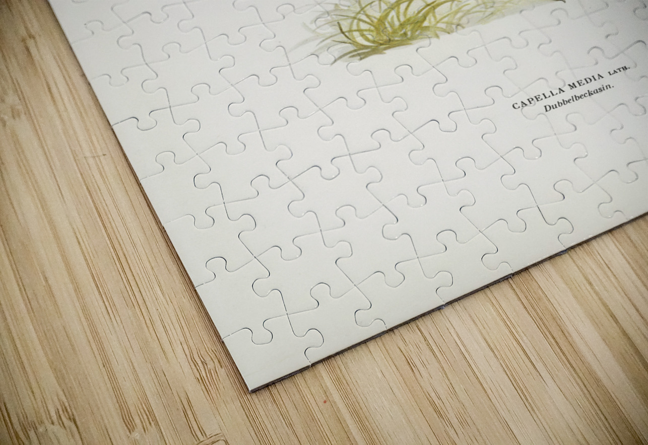 Great snipe Capella media IStockHistory com Puzzle