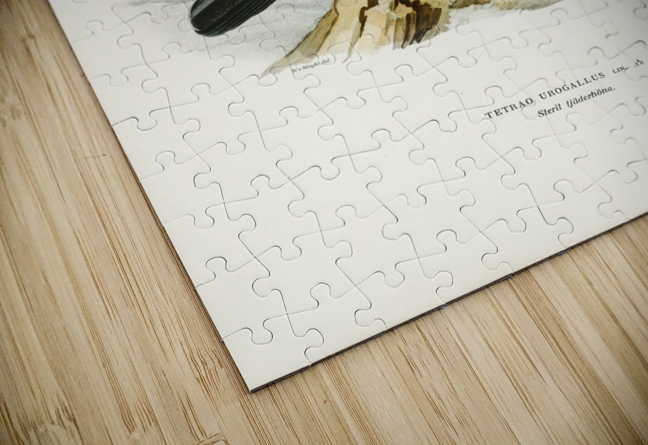 Tetrao Urogallus IStockHistory com Puzzle