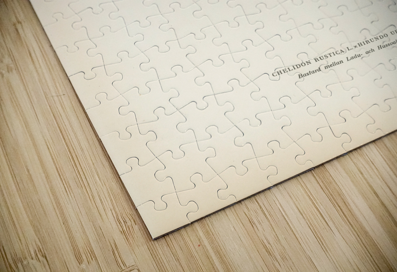 Hybrid between common house-martin and barn swallow Chelidon rustica L.xHirundo urbica IStockHistory com Puzzle