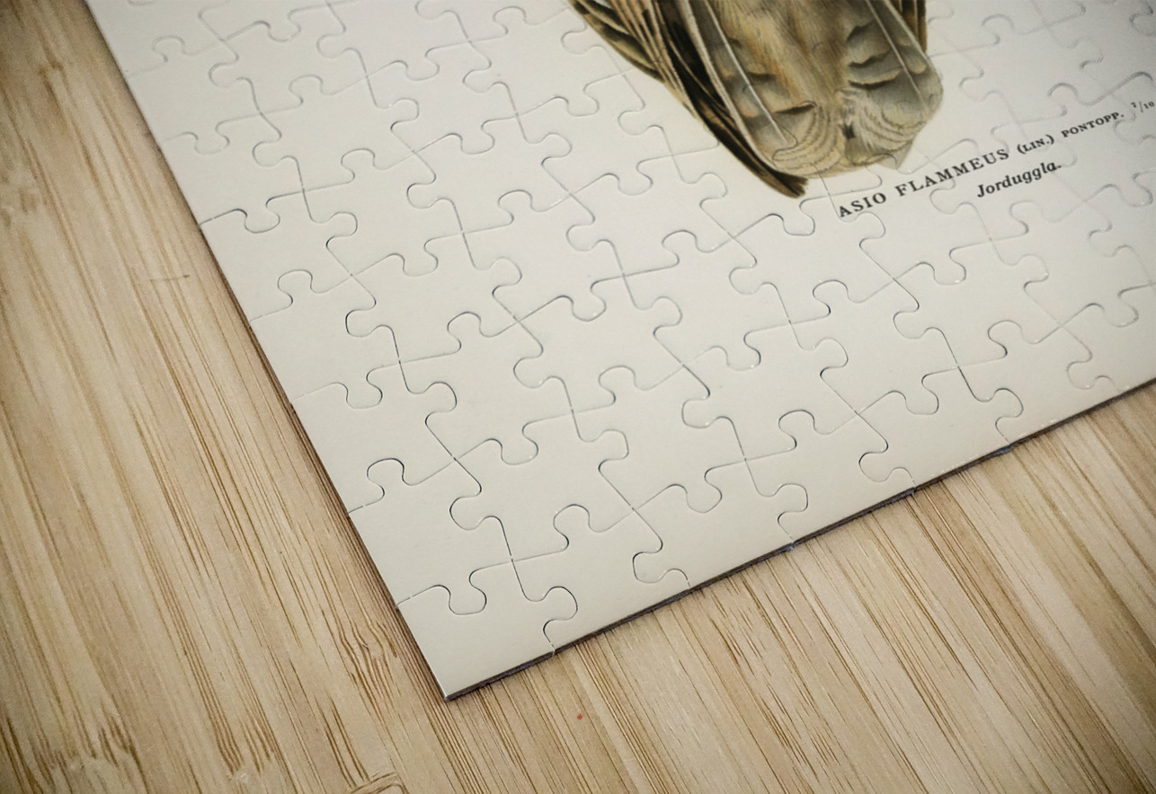 Short-eared Owl Asio flammeus IStockHistory com Puzzle