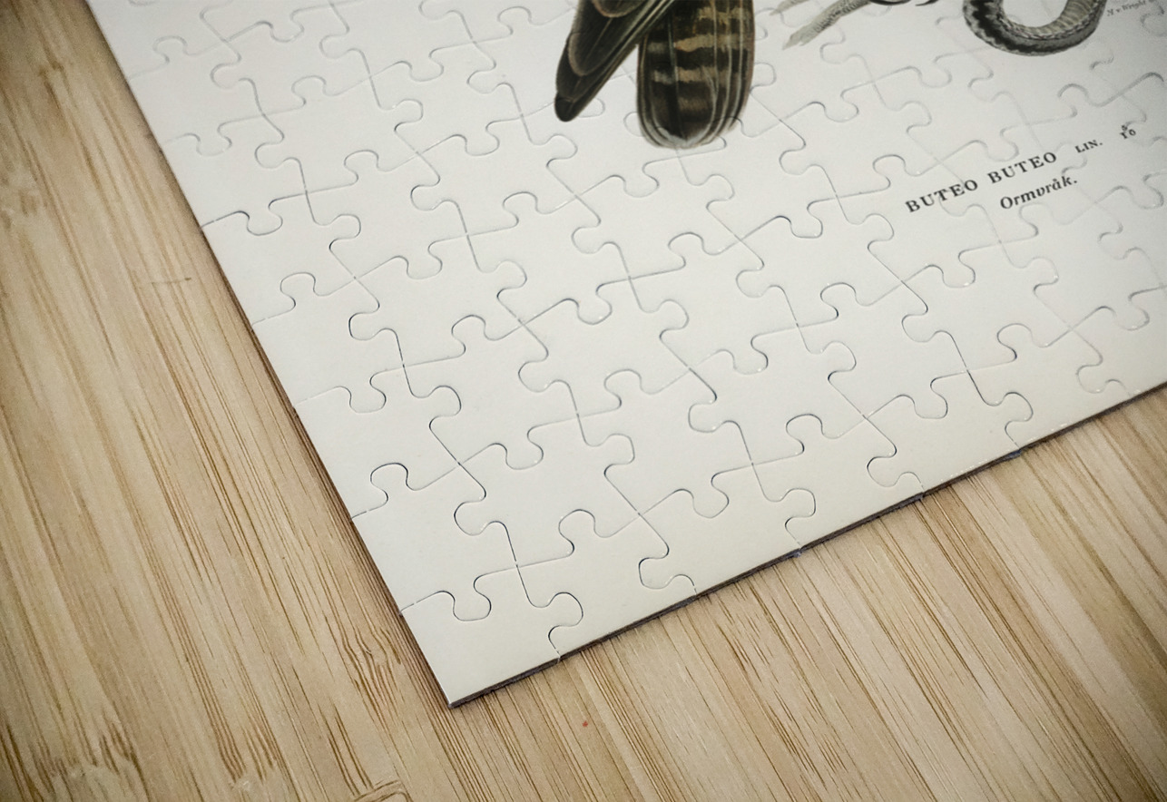 Common Buzzard BUTEO BUTEO IStockHistory com Puzzle