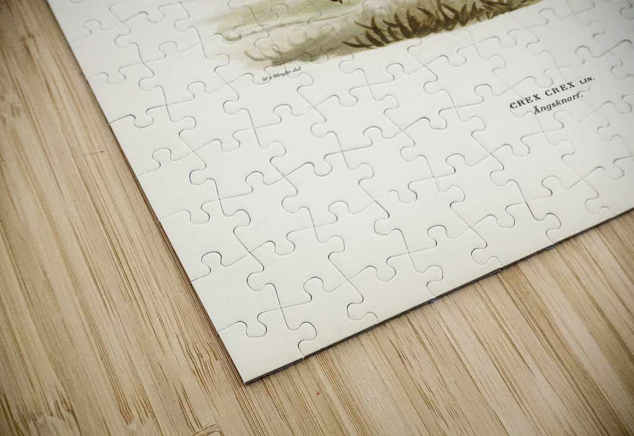 Common Buzzard BUTEO BUTEO IStockHistory com Puzzle