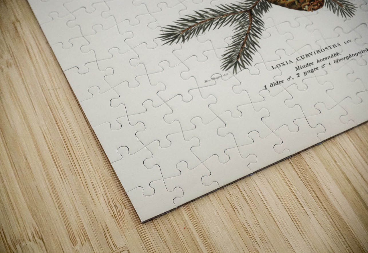 Common Buzzard BUTEO BUTEO IStockHistory com Puzzle