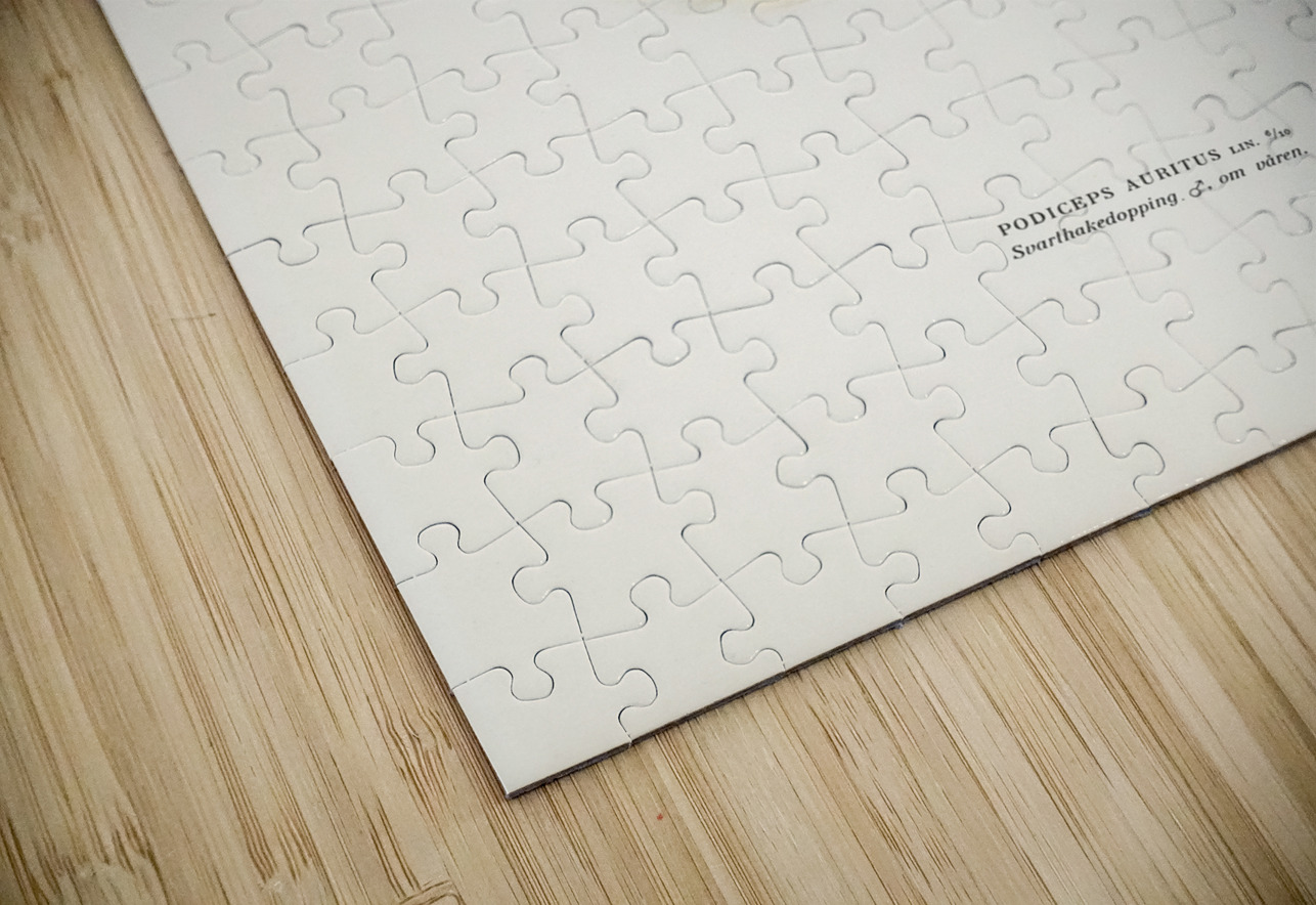 Horned grebe-in spring Podiceps auritus IStockHistory com Puzzle